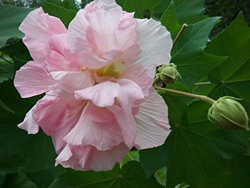 RubyShop724 Hibiscus mutabilis Confederate Rose Tr-ée S-e-e-ds Bright Double Pink F-l-o-w-ers 20 S-e-e-ds