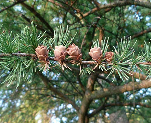 40S-e-eds American Larch S-e-eds Tamarack -Larix Laricina-
