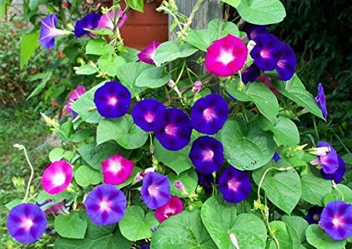 100S-e-e-ds Morning Glory Mix - Ipomoea Tricolor