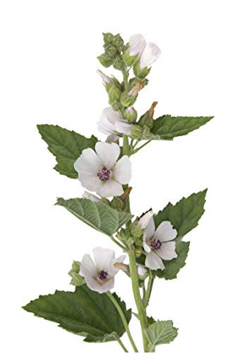 PHK Marsh Mallow S.e.EDS Common Marshmallow S.e.EDS - Althaea of.ficinalis 50 S.e.EDS