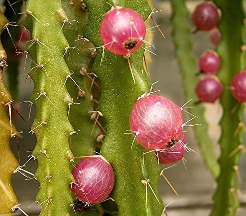 PHK Pfeiffera ianthothele S.e.EDS - Lepismium ianthothele - Cereus ianthothele 20 S.e.EDS