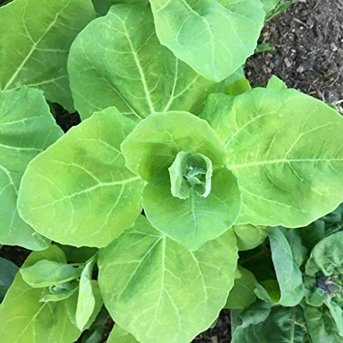 PHK Aurora Orach S.e.ed Atriplex hortensis 100 S.e.EDS