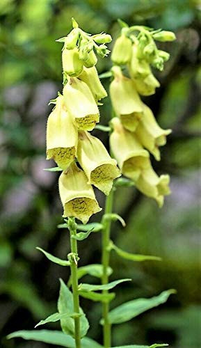 RubyShop724 50S-e-e-ds Yellow Foxglove Digitalis F-l-o-w-er S-e-e-ds