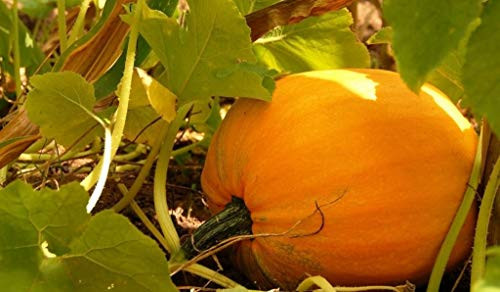 RubyShop724 25 S-e-e-ds Howden Biggie Pumpkin S-e-e-ds Big Pumpkin S-e-e-ds RubyShop724 25 S-e-e-ds Howden Biggie Pumpkin S-e-e-ds Big Pumpkin S-e-e-ds