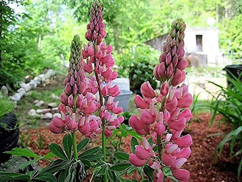 RubyShop724 50 Pink Lupine Fl-ow-er S-e-EDS Lupinus Polyphyll