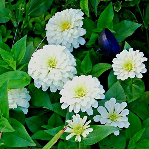 RubyShop724 200S-e-e-ds White Zinnia S-e-e-ds Polar Bear Zinnia S-e-e-ds