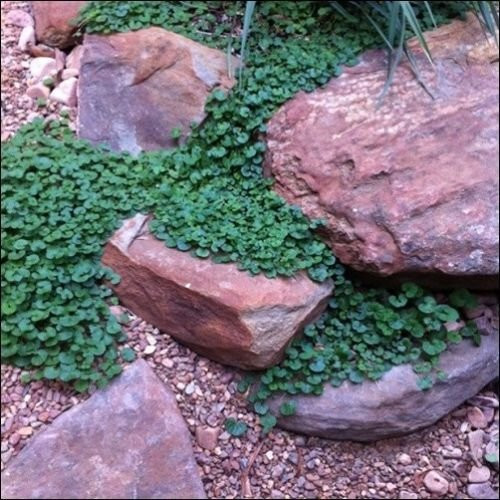 Dichondra Ground Cover Seeds -Dichondra Repens- 7g Seeds