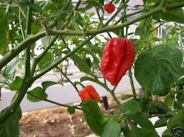 Trinidad 7 Pot-Trinidad 7 Pod Hot Pepper 10 plus Seeds