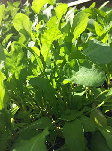 3000S-e-e-ds Arugula S-e-e-ds- Eruca Sativa