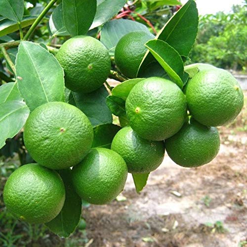 5S-e-e-ds Key Lime S-e-e-d- Lemon Tre'e S-e-e-ds