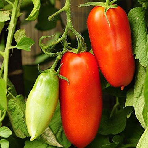 San Marzano Redorta Tomato' 25S-e-e-ds