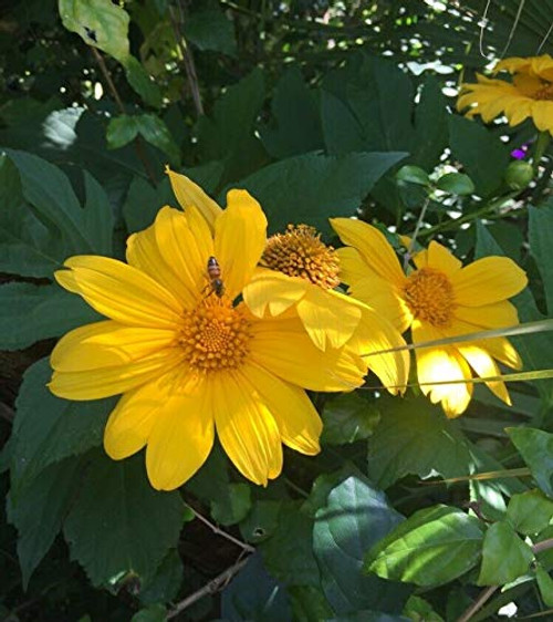 25S-e-e-ds Tithonia Diversifolia Giant Sunflower' S-e-e-ds 25S-e-e-ds Tithonia Diversifolia Giant Sunflower' S-e-e-ds