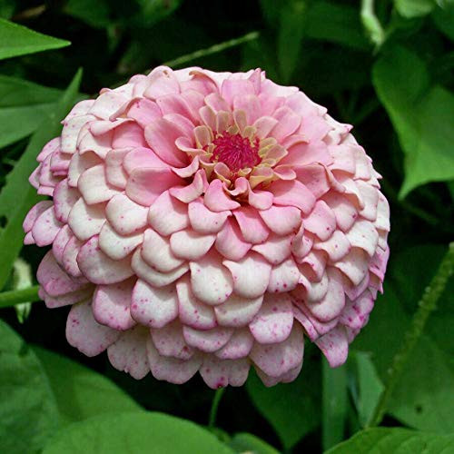 100S-e-e-ds Pink Zinnia S-e-e-ds Luminosa Zinnia S-e-e-ds