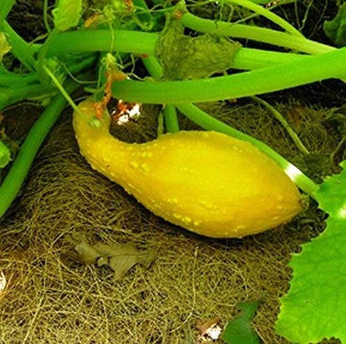 Golden Crookneck Zucchini Summer Squash 35S-e-e-ds