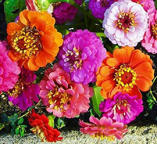 200S-e-e-ds Mixed Zinnia S-e-e-ds Thumbelina Zinnia S-e-e-ds