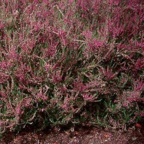 50S-e-e-ds- Calluna Vulgaris S-e-e-dScotch heather