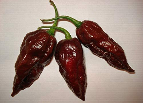 25S-e-eds Chocolate Brown Bhut Jolokia Ghost Pepper S-e-eds 25S-e-eds Chocolate Brown Bhut Jolokia Ghost Pepper S-e-eds