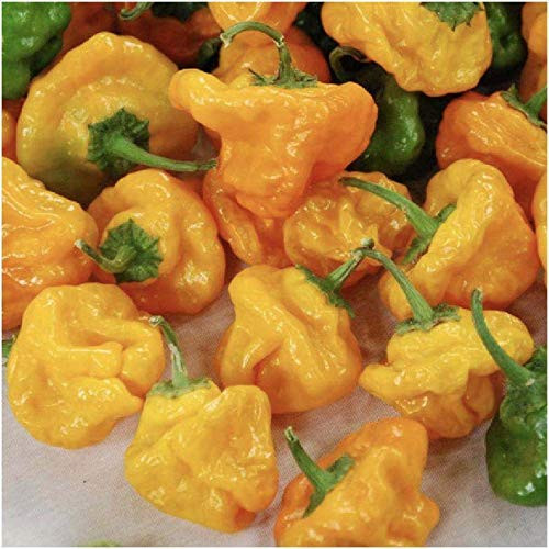 LGKO 25 Fresh Authentic Jamaican Yellow Scotch Bonnet Premium Pepper S-e-e-d-s