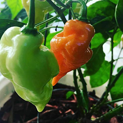 LGKO Habanada Pepper S-e-ed-s LGKO Habanada Pepper S-e-ed-s