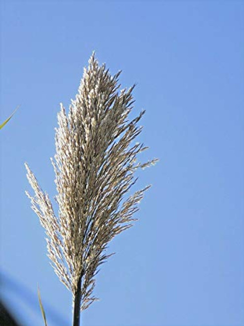 Giant Reed G.rass S.eeds Arundo Donax 50 S.eeds Pcs Giant Reed G.rass S.eeds Arundo Donax 50 S.eeds Pcs