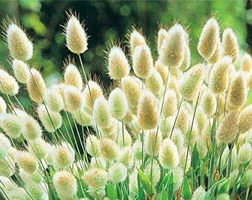 Bunny Rabbit Tails G.rass F.Lower S.eeds 180 Pcs Bunny Rabbit Tails G.rass F.Lower S.eeds 180 Pcs