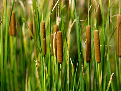 Cattails Cat Tails Typha Latifolia Water Pond G.rass S.eeds 50 Pcs Cattails Cat Tails Typha Latifolia Water Pond G.rass S.eeds 50 Pcs