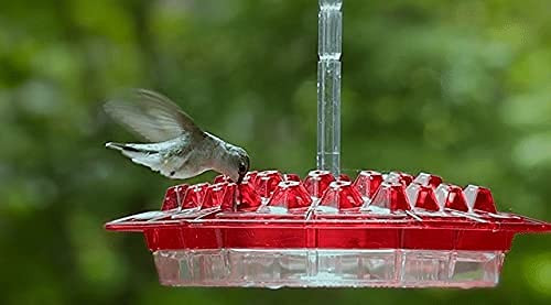 Mary's Sweety Hummingbird Feeder with Perch and Built-in Ant Moat-Easy to Clean Best Hummingbird Feeders Bird Watchers Hummingbird Photos Camera Enthusiasts -A- Mary's Sweety Hummingbird Feeder with Perch and Built-in Ant Moat-Easy to Clean Best Hummingbird Feeders Bird Watchers Hummingbird Photos Camera Enthusiasts -A-