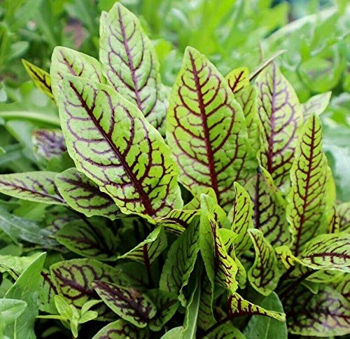 500S-e-eds Red Veined Sorrel S-e-eds Rumex sanguineus
