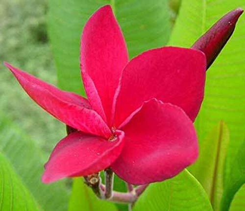 5S-e-eds Red Plumeria S-e-ed