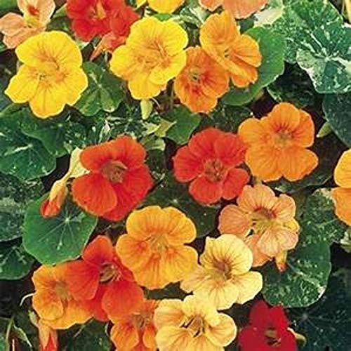 50S-e-e-ds Nasturtium Tropaeolum Canary Creeper Canarybird Mashua