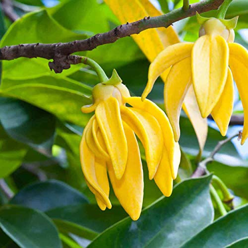 15pc Cananga odorata Ylang-Ylang Perfume-T-re-e