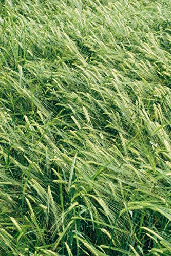 500S-e-eds Canada Wild Rye S-e-ed