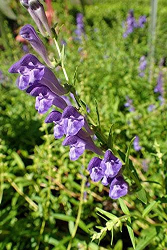 PHK Scutellaria baicalensis S.e.EDS - Chinese Skullcap - Baikal Skullcap 25 S.e.EDS