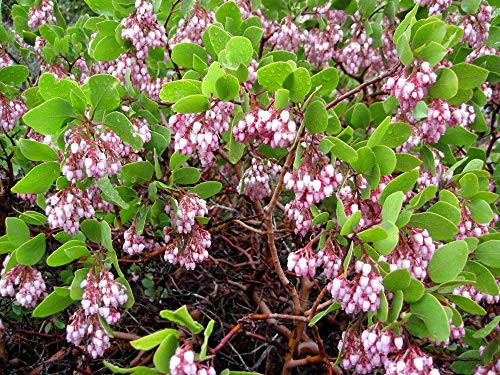 RubyShop724 Whiteleaf Manzanita Arctostaphylos Viscida - 10 S-e-e-ds