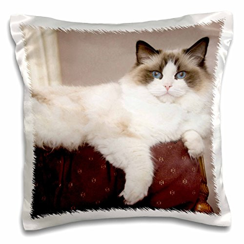 3dRose Purebred Rag Doll Cat lounging-NA02 PWO0122-PiperAnne Worcester-Pillow Case 16-inch -pc-140361-1- 3dRose Purebred Rag Doll Cat lounging-NA02 PWO0122-PiperAnne Worcester-Pillow Case 16-inch -pc-140361-1-