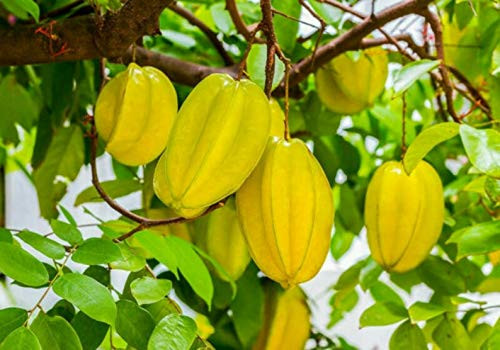10S-e-e-ds Delicious Carambola Star Frui't S-e-e-ds