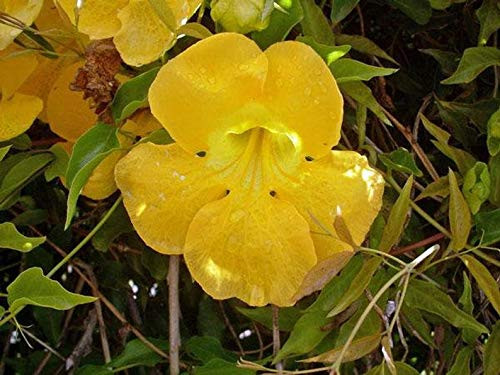 20S-e-e-ds Cat's Claw Creeper Víne S-e-e-ds -Dolichandra Unguis-Cati