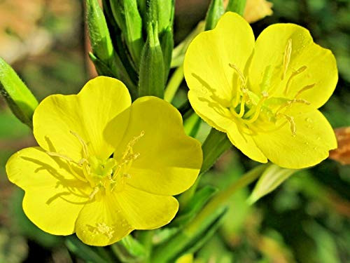 Primrose Missouri Ozark Sundrop Yellow Flówer 400S-e-e-ds