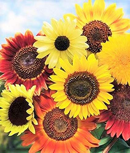 10S-e-e-ds Dwarf Border Mix Sunflower' S-e-e-d