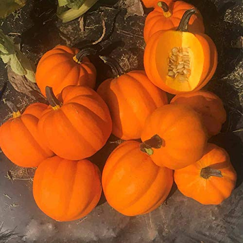 30S-e-e-ds Table Gold Acorn Winter Squash S-e-e-ds