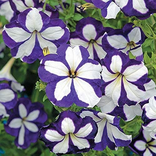 100S-e-e-ds Blue White Petunia' S-e-e-ds Star Petunia'