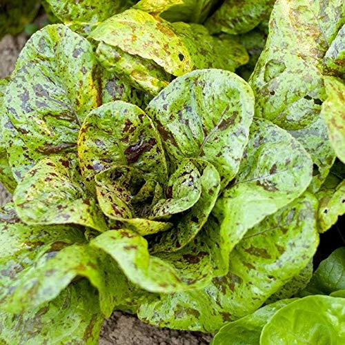 2500S-e-e-ds Freckles Romaine Léttuce S-e-e-ds