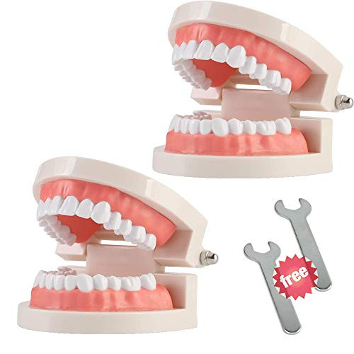 2 Pack Standard Teeth Model Adult Standard Typodont Demonstration Denture Model for Kids Dental Teaching Clean Display Education Study -No Wisdom Teeth--with 2 Fixed Wrench- 2 Pack Standard Teeth Model Adult Standard Typodont Demonstration Denture Model for Kids Dental Teaching Clean Display Education Study -No Wisdom Teeth--with 2 Fixed Wrench-