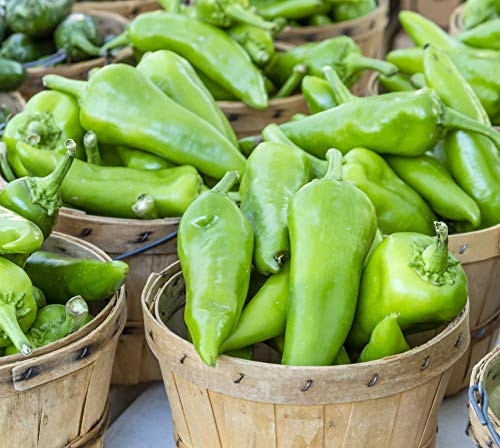 Sweet Yards Seed Co. Organic Anaheim Hot Pepper Seeds Joe E. Parker Two Seed Packets Approx 70 Open Pollinated Non-GMO Seeds Sweet Yards Seed Co. Organic Anaheim Hot Pepper Seeds Joe E. Parker Two Seed Packets Approx 70 Open Pollinated Non-GMO Seeds
