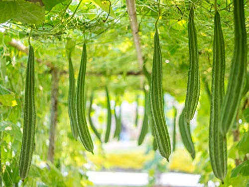 15 Long Luffa Gourd S.e.e.d.s ????- Sponge Gourd- Non-GMO - 15 S.e.e.d.s