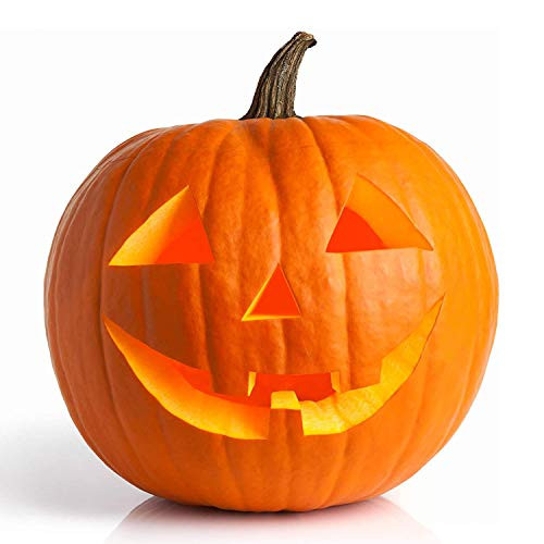 UtopiaSeeds Jack O' Lantern Pumpkin Seeds - Classic Heirloom Pumpkin Seeds - Grow Your Own Jack O' Lanterns UtopiaSeeds Jack O' Lantern Pumpkin Seeds - Classic Heirloom Pumpkin Seeds - Grow Your Own Jack O' Lanterns