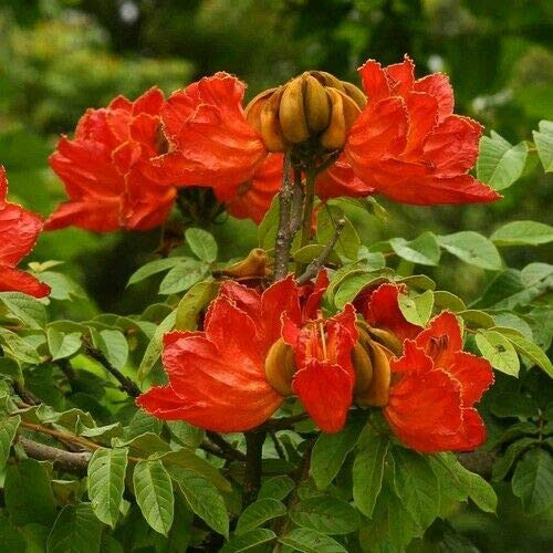 RubyShop724 African Tulip S-e-e-ds -Spathodea campanulata- 25S-e-e-ds