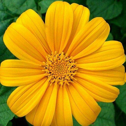 Mexican Sunflower' Yellow 30 S-e-e-ds