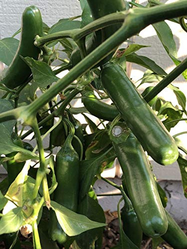 100S-e-e-ds Jalapeno Chile Pepper' S-e-e-ds