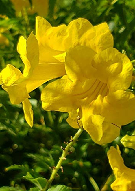 Tecoma Stans Yellow Elder Bignonia Stans Trumpet 50 S.e.e.ds Tecoma Stans Yellow Elder Bignonia Stans Trumpet 50 S.e.e.ds